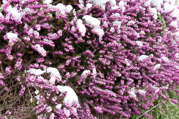 Erica Carnea Winterheide Pflanze Mit Schneebedeckten Blüten Natürlicher Hintergrund — Stockfoto