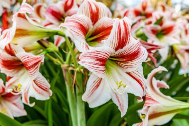 Mexican lily: a species of Amaryllis, its botanical name is Hippeastrum reginae