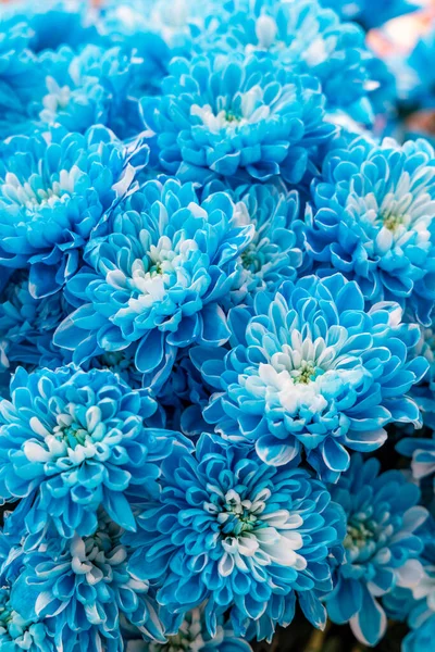 Blue chrysanthemum flowers from above view, beautiful natural flower background