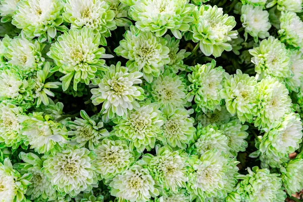 Grüne Chrysanthemenblüten Von Oben Gesehen Schöner Natürlicher Blütenhintergrund — Stockfoto