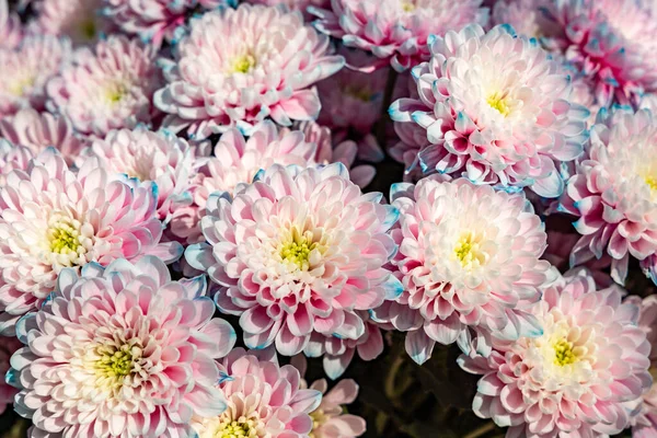 Rosa Ljus Krysantemum Blommor Från Ovan Vacker Naturlig Blomma Bakgrund — Stockfoto