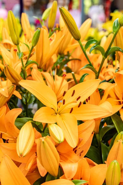 Flowers Orange Lilies Grows Greenhouse —  Fotos de Stock