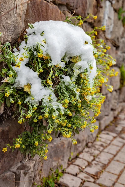 Aurinia Saxatilis Cresce Tra Pietre Fiori Sono Coperti Neve Primo — Foto Stock