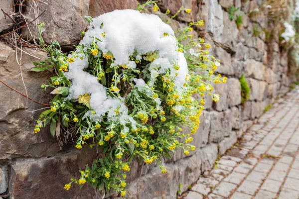 Aurinia Saxatilis Xer Bland Stenar Blommor Ckta Med Snö Upp — Stockfoto