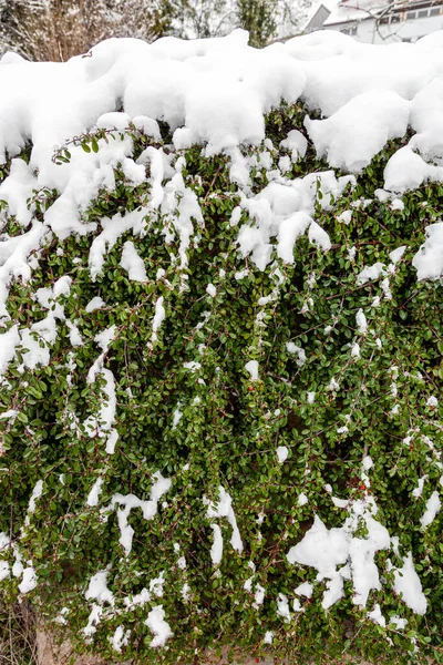 Bush Cotoneaster Horizontalis Covered Snow Outdoors — Stock Photo, Image