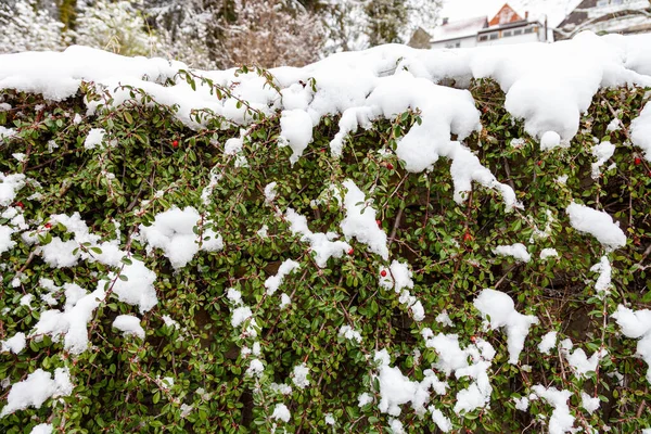 Křoví Cotoneaster Horizontalis Pokryto Sněhem Venku — Stock fotografie