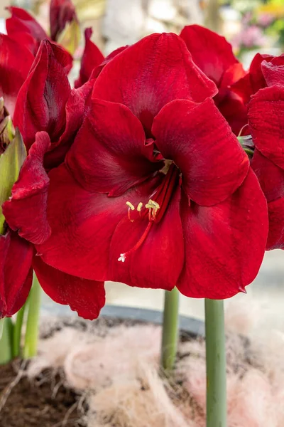 Mexican Lily Species Amaryllis Its Botanical Name Hippeastrum Reginae — Foto Stock