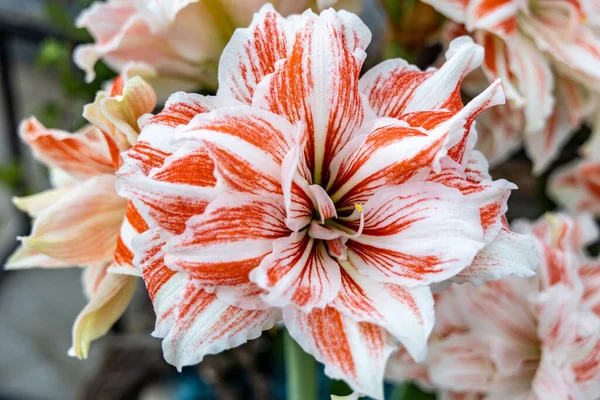 Mexican Lily Species Amaryllis Its Botanical Name Hippeastrum Reginae — Foto Stock