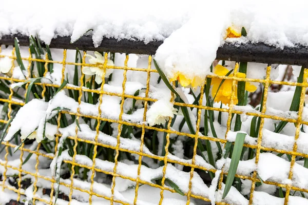 Narcisos Amarelos Crescendo Início Primavera Prímulas São Cobertas Com Neve — Fotografia de Stock