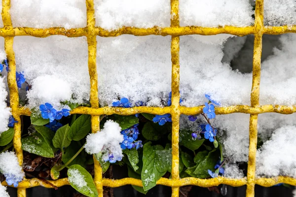 Mavi Çiçekler Omphalodes Verna Baharda Sarı Çitin Yanında Açar — Stok fotoğraf