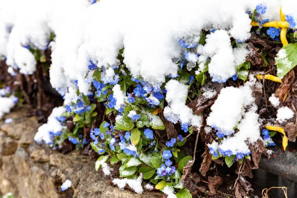 Mavi Çiçekler Omphalodes Verna Baharda Sarı Çitin Yanında Açar — Stok fotoğraf