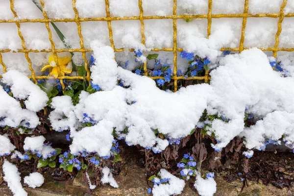 Blå Blommor Omphalodes Verna Och Gula Påskliljor Blommar Våren Nära — Stockfoto