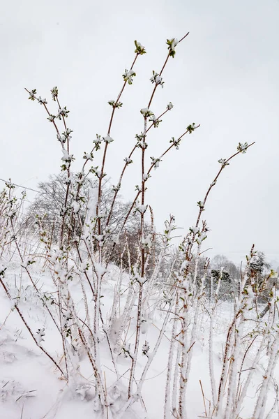 Rami Cespuglio Dopo Nevicata Nell Inverno — Foto Stock