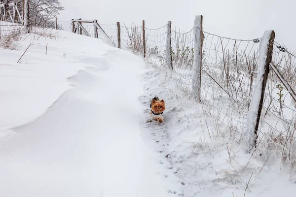 Йоркширский Терьер Бежит Снежной Дорожке — стоковое фото