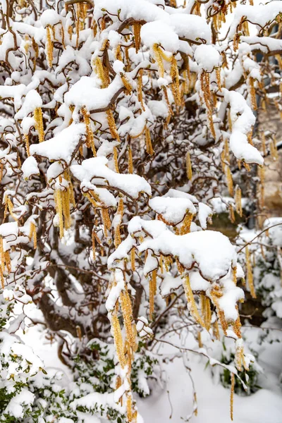 Náušnice Kudrnaté Vrbě Pod Padlým Sněhem Začátkem Jara — Stock fotografie