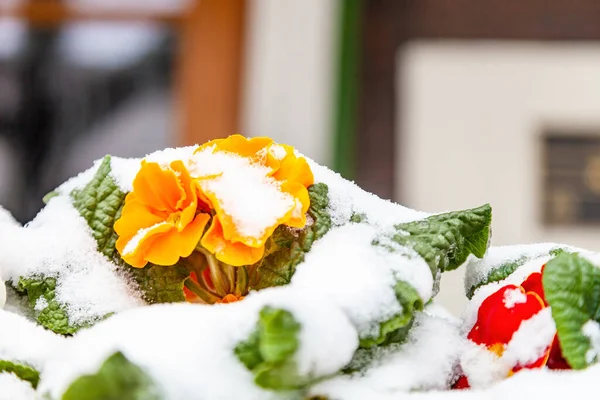 Primula Acaulis Ngiliz Çuha Çiçeği Ilkbaharın Başlarında Karla Kaplı Sıradan — Stok fotoğraf