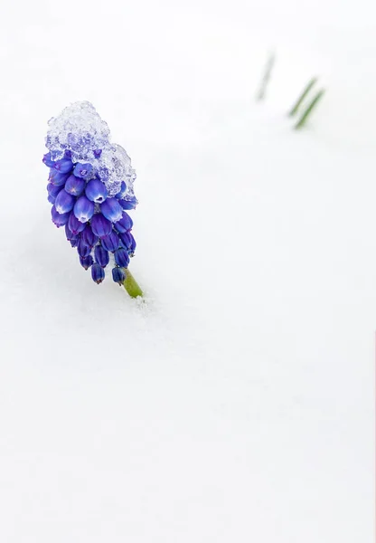 Kék Muscari Kora Tavaszi Virágok Hóval Borítva — Stock Fotó