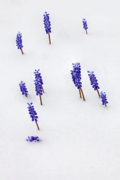 Blauwe Muscari Vroege Lente Bloemen Bedekt Met Sneeuw — Stockfoto