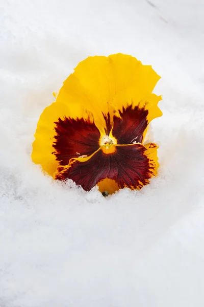 Fiore Ansy Che Fiorisce Nella Neve All Aperto Primavera — Foto Stock