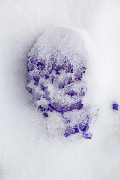 Jacinto Azul Cubierto Nieve Primavera — Foto de Stock