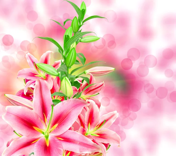 Pink lilies — Stock Photo, Image