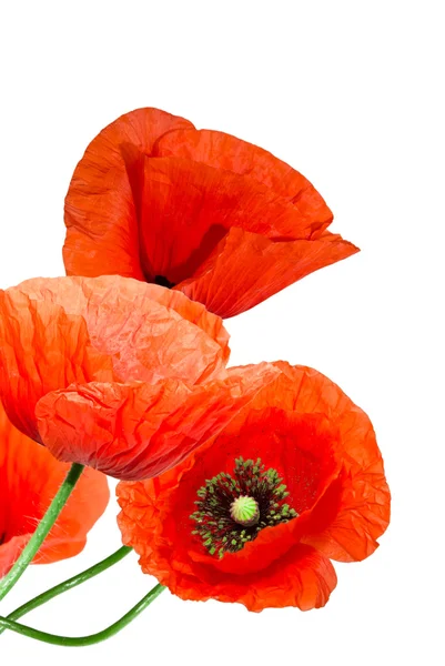 Roter Mohn — Stockfoto