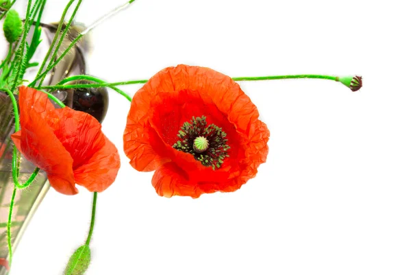 Roter Mohn — Stockfoto