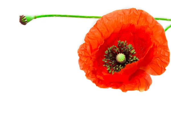 Roter Mohn — Stockfoto