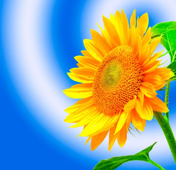 Close up of sunflower — Stock Photo, Image