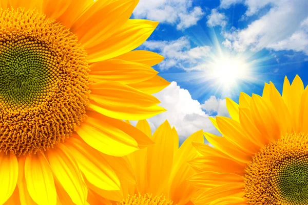 Girasole — Foto Stock