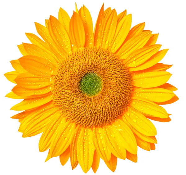 Sunflower — Stock Photo, Image