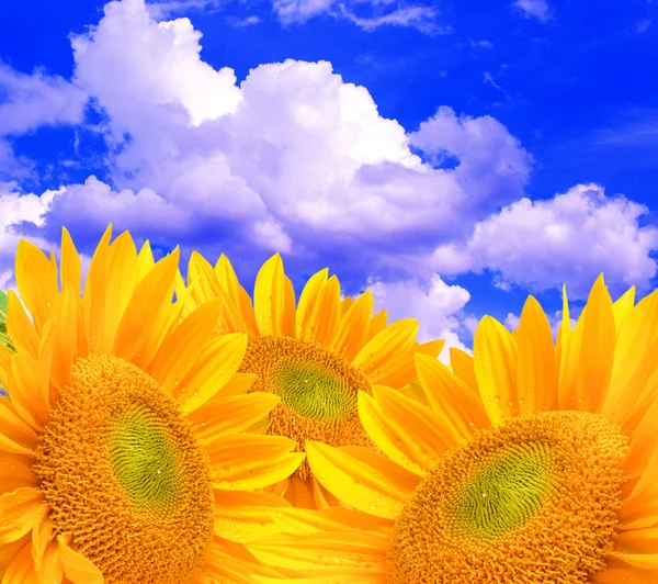 Girasole — Foto Stock