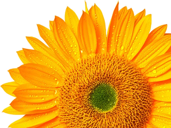 Girasole — Foto Stock