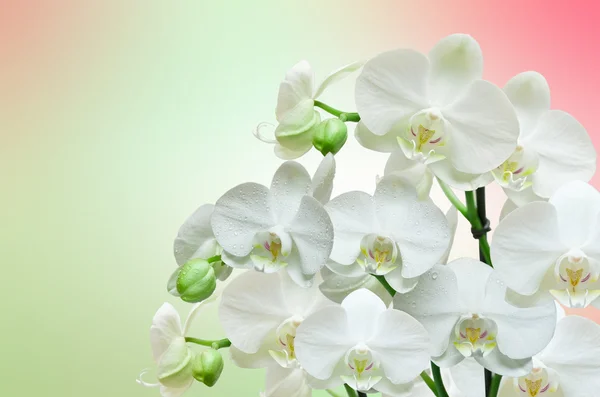 Flor de orquídea — Fotografia de Stock