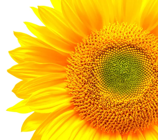 Girasole — Foto Stock