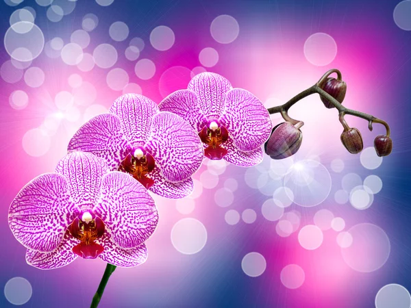 Flor de orquídea — Fotografia de Stock