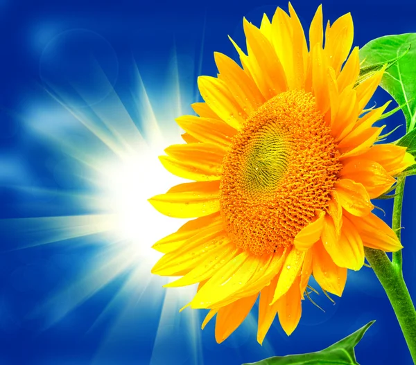 Sonnenblume — Stockfoto