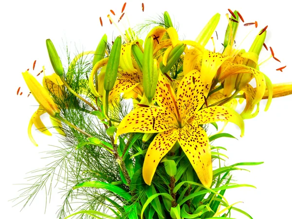 Lilly квітка — стокове фото
