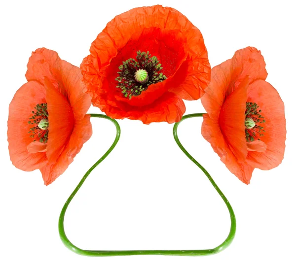 Red poppy flower — Stock Photo, Image