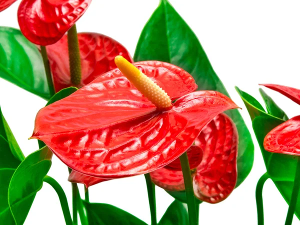 Flor roja de anturio — Foto de Stock