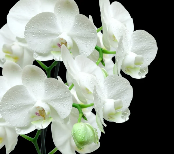 Weiße Orchidee — Stockfoto