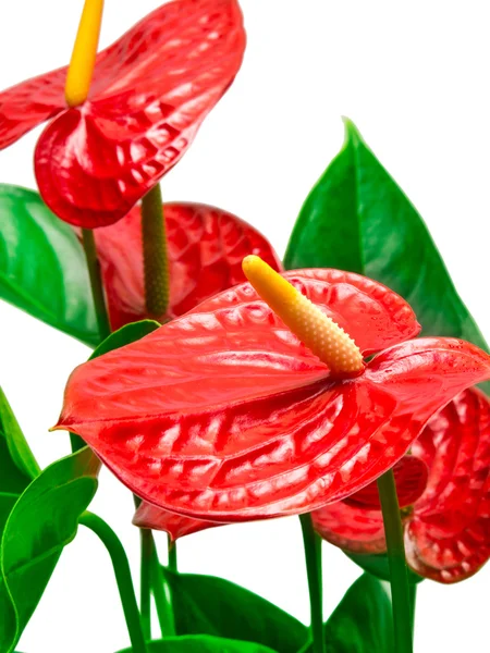 Red anthurium flower — Stock Photo, Image