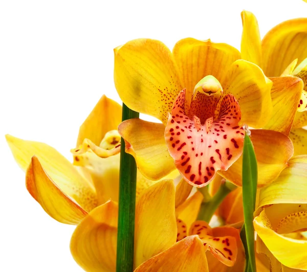 Orchidee — Stockfoto