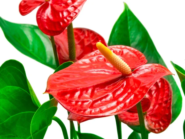 Kırmızı antoryum çiçek — Stok fotoğraf