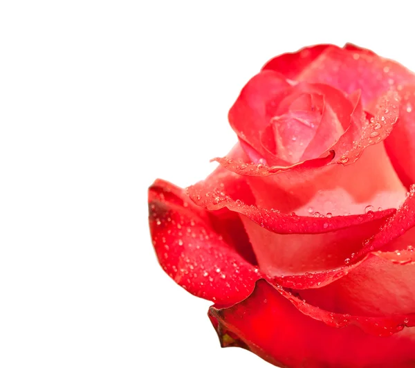 Flor de rosa — Foto de Stock