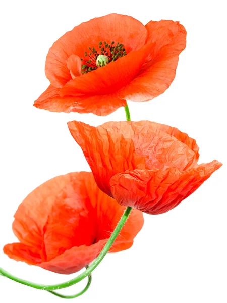 Roter Mohn — Stockfoto