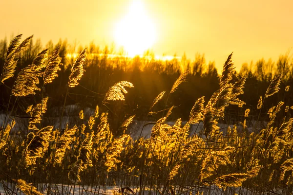 Vintersolnedgång — Stockfoto