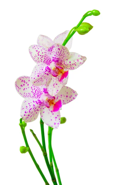 Flor de orquídea — Foto de Stock