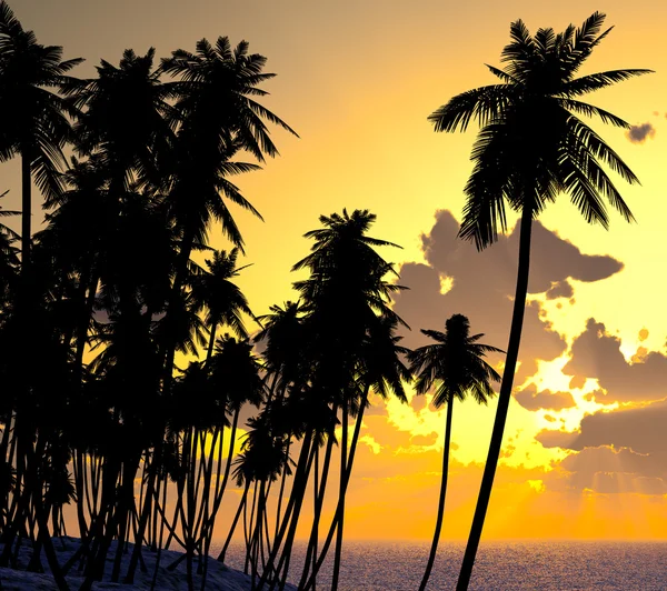 Пальмы на песчаном пляже — стоковое фото