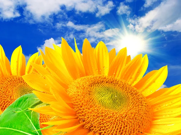 Girasole — Foto Stock